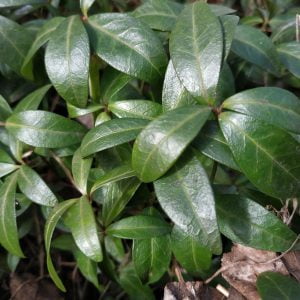 Saschiu - Vinca minor - Anima Plant - producător de materii prime vegetale din plante medicinale și aromatice