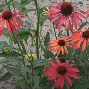 Echinacea