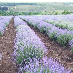 Lavanda