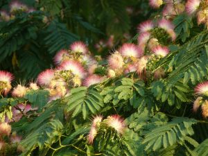 Albizia lebbeck