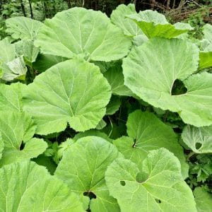 Captalan – radacina